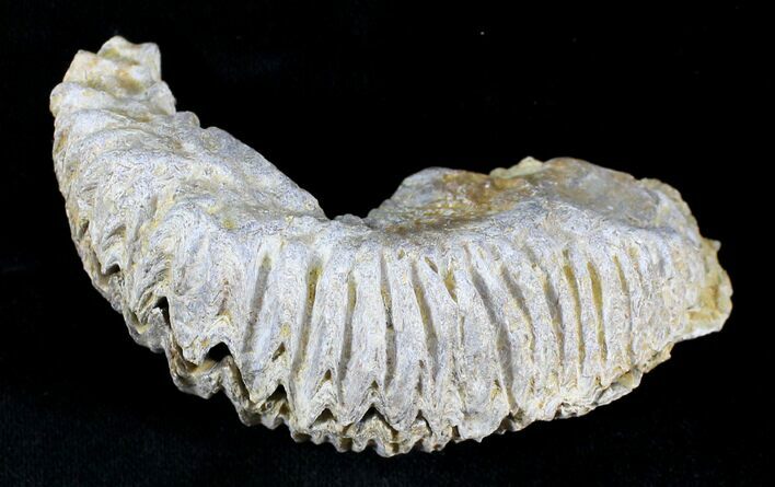 Cretaceous Fossil Oyster (Rastellum) - Madagascar #23610